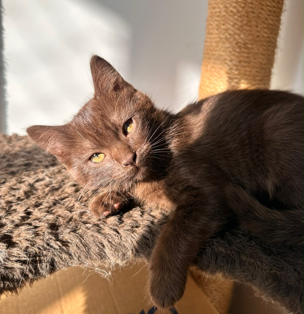 Gato da Casa dos Gatos